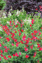 Salvia ‘Heatwave Inferno'